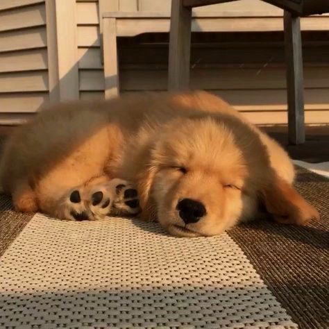 Cachorro durmiendo